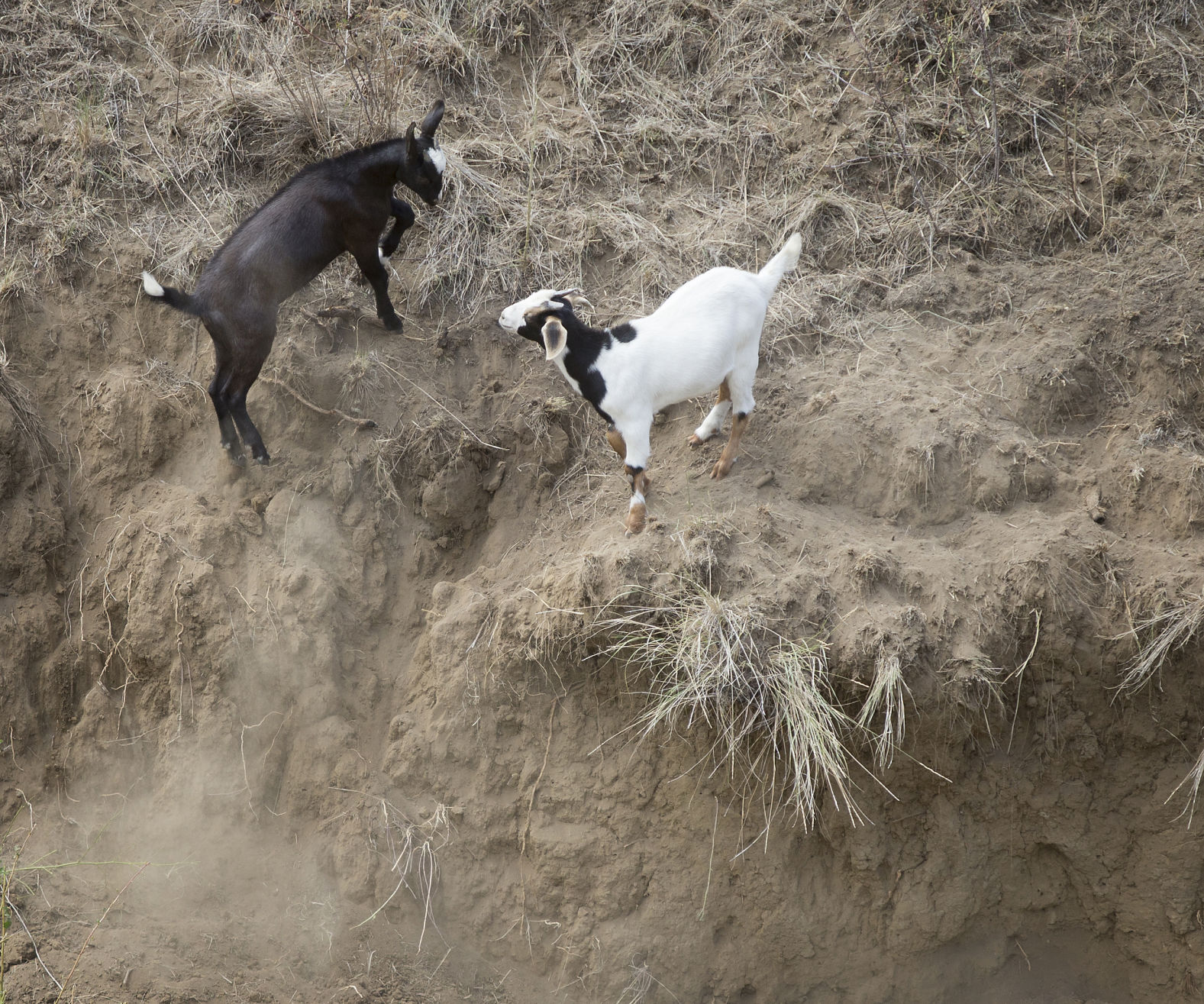 190718-newslocal-goatsbegone 03.jpg